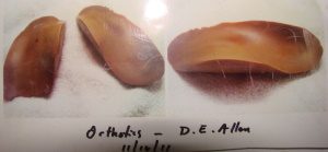 D.E. Allen Orthotics